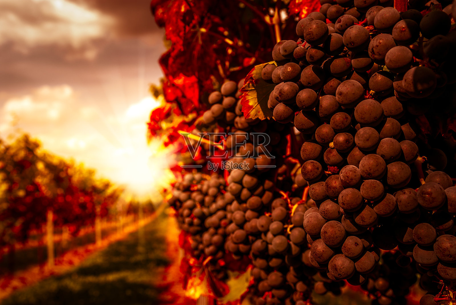 葡萄园在日落时分照片摄影图片