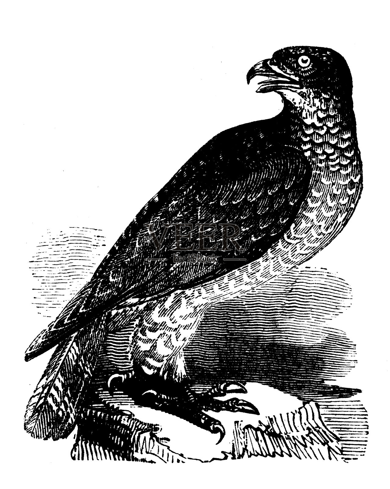 动物仿古雕刻插图:蜜雕设计元素图片