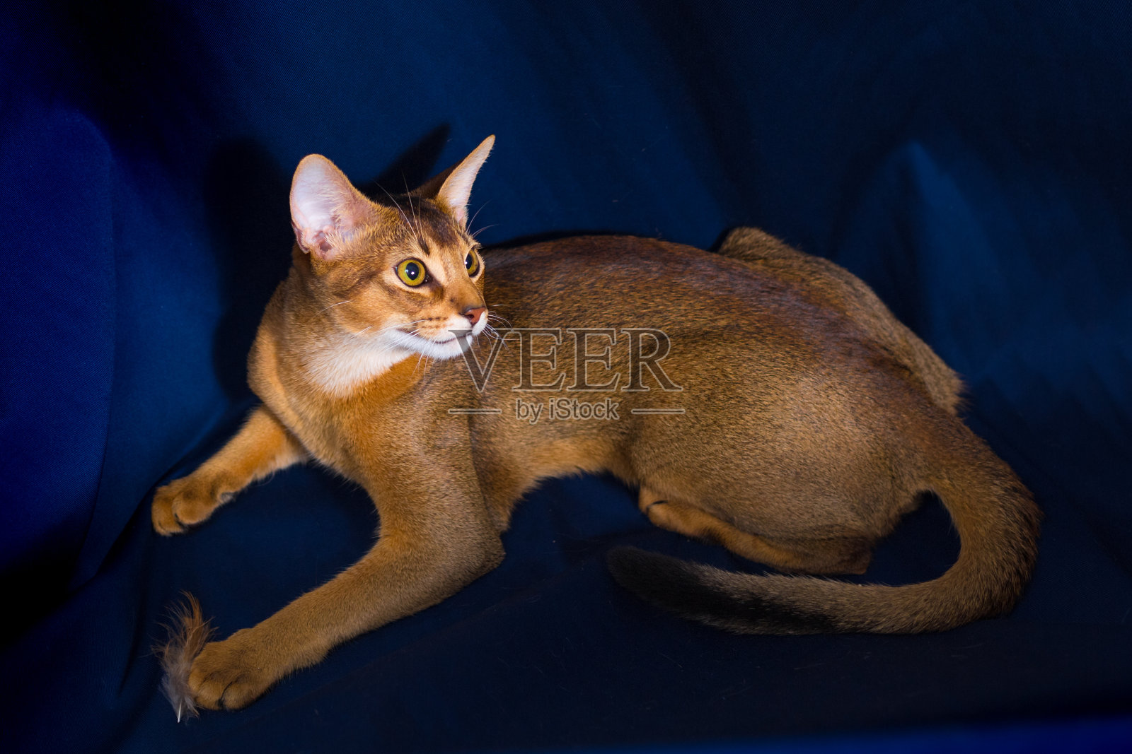 这只阿比西尼亚猫坐着，在深蓝色的背景上玩耍，近距离看，是野生的颜色照片摄影图片