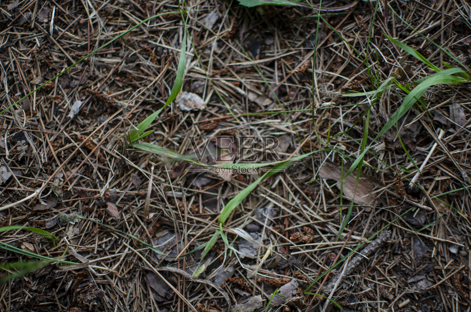 森林里枯黄的落叶照片摄影图片