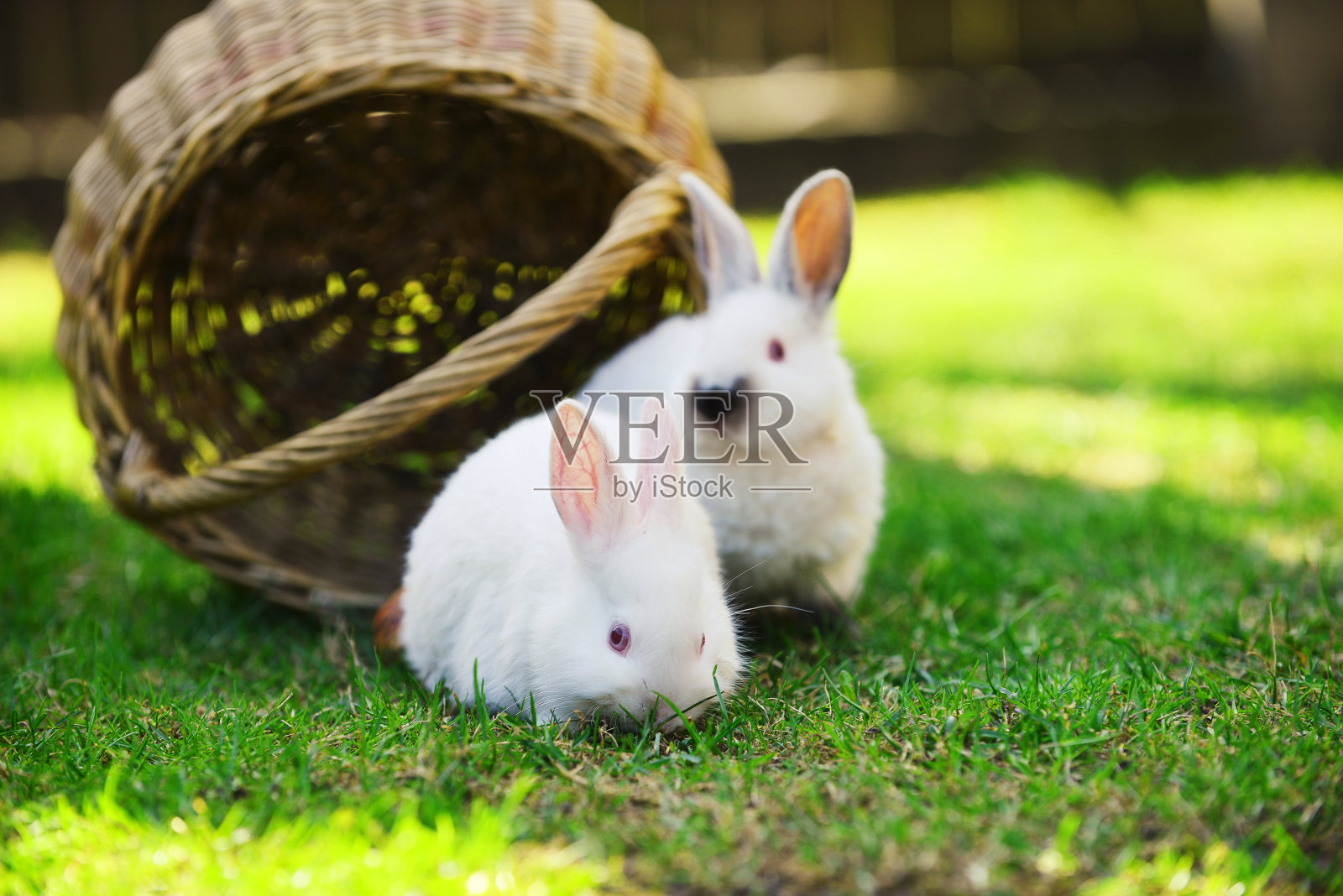 白兔照片摄影图片