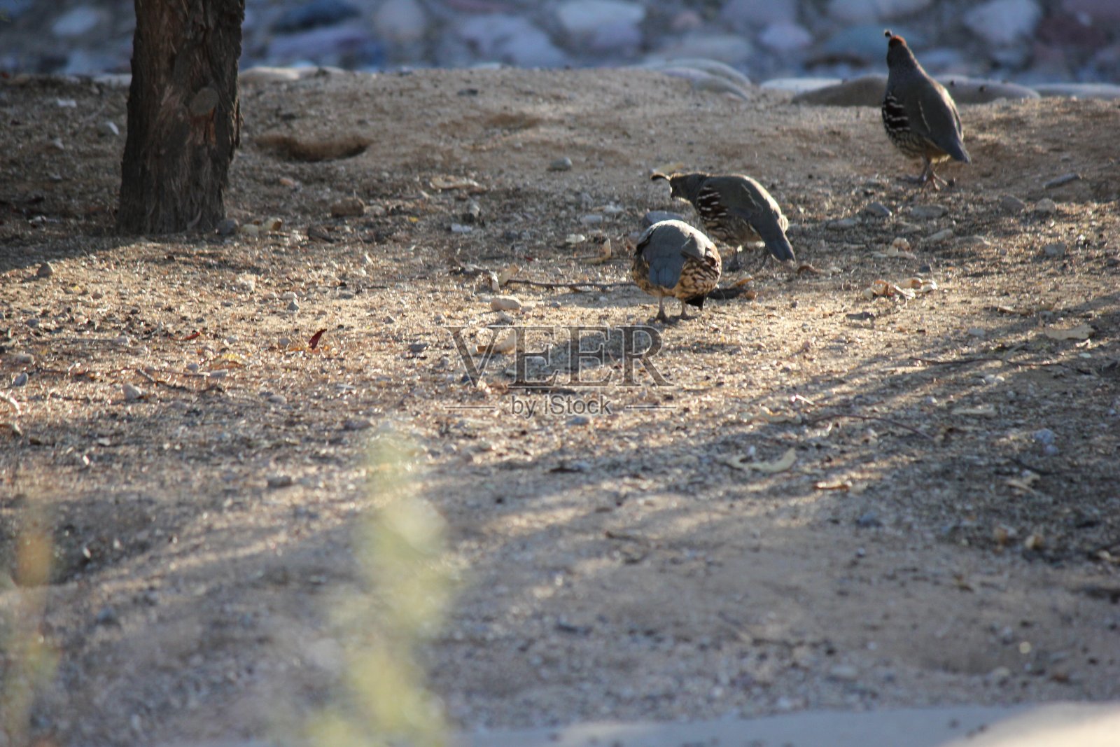 亚利桑那州斯科茨代尔的沙漠鸟类。照片摄影图片