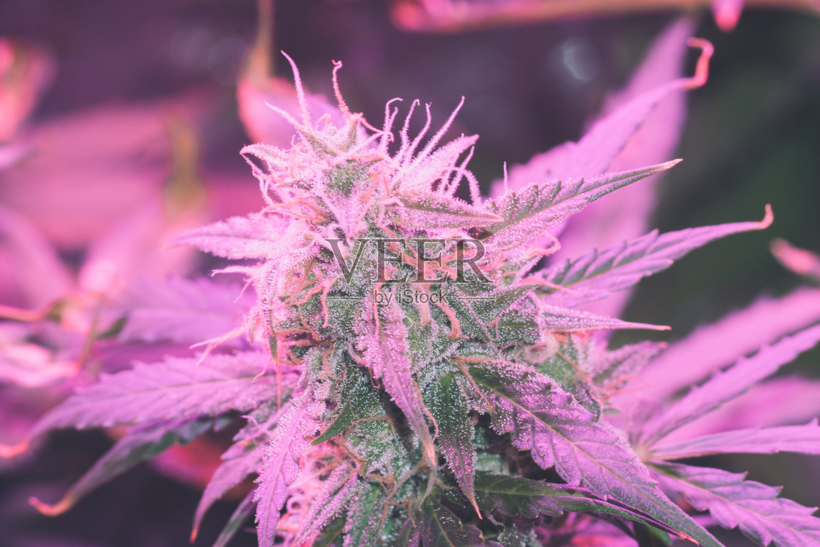 LED灯下长出一大片大麻花蕾。在人造光下种植医用大麻的概念是人造的。淡红的复古色调照片摄影图片