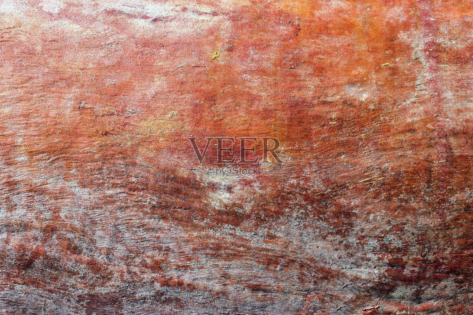 桉树树皮纹理。明亮、自然背景。照片摄影图片