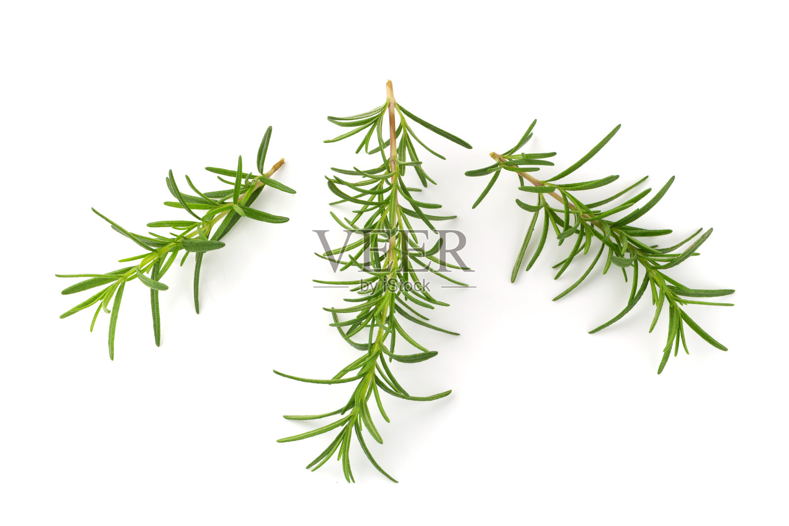 新鲜生迷迭香孤立在白色背景照片摄影图片