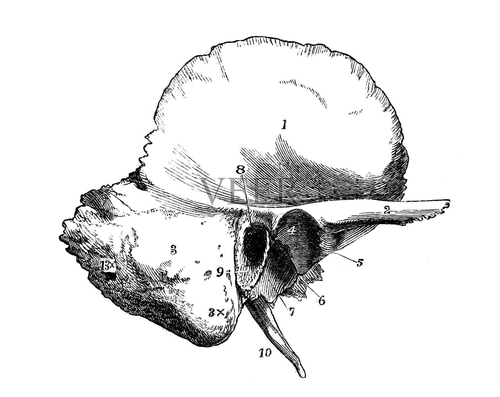 人体解剖学的古董插图:颅骨颞骨插画图片素材