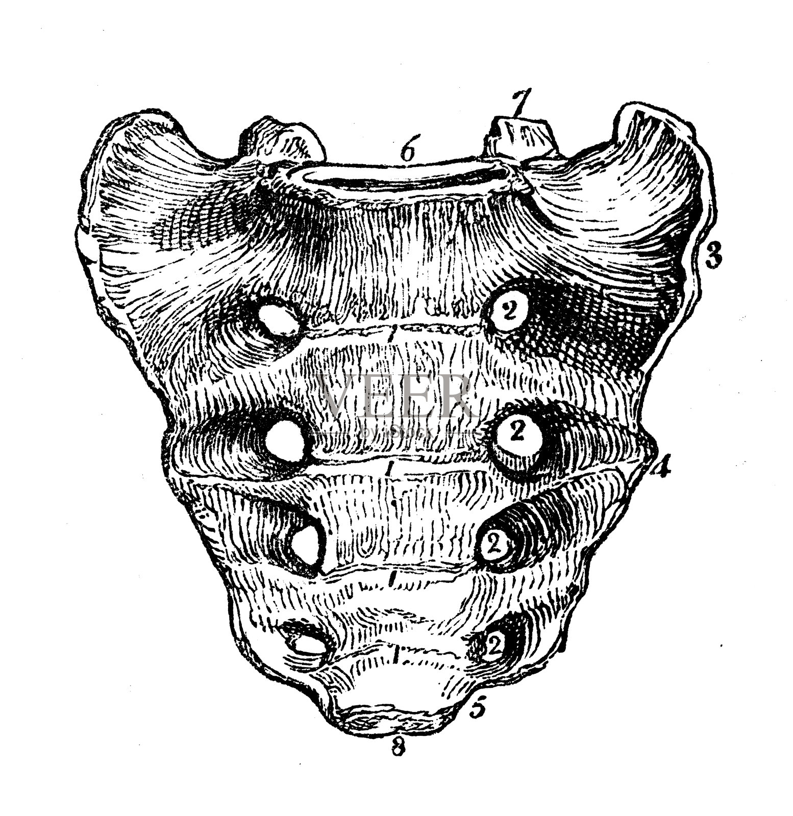 人体解剖学的古董插图:骶骨插画图片素材