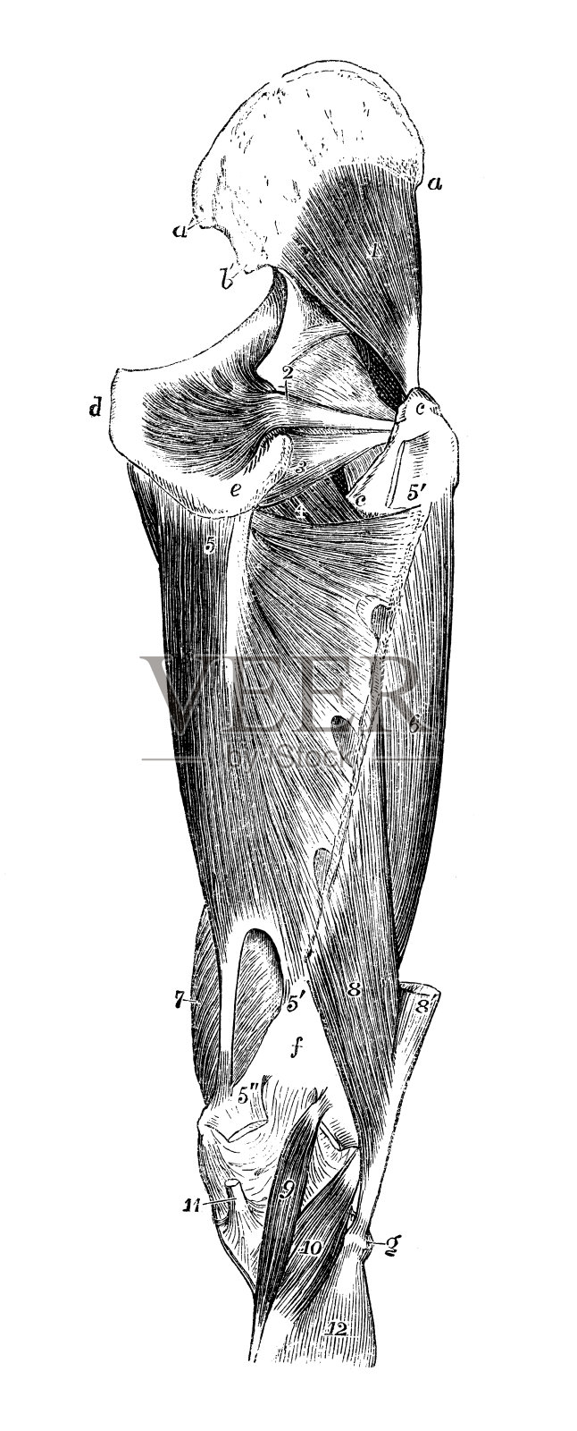 人体解剖学的古董插图:腿部肌肉插画图片素材