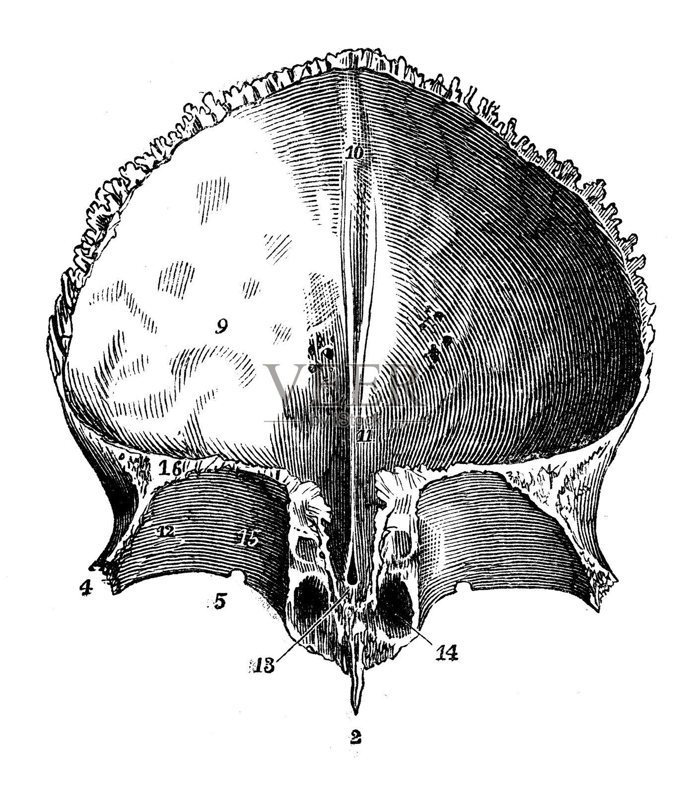 人体解剖学的古董插图:颅骨额骨插画图片素材