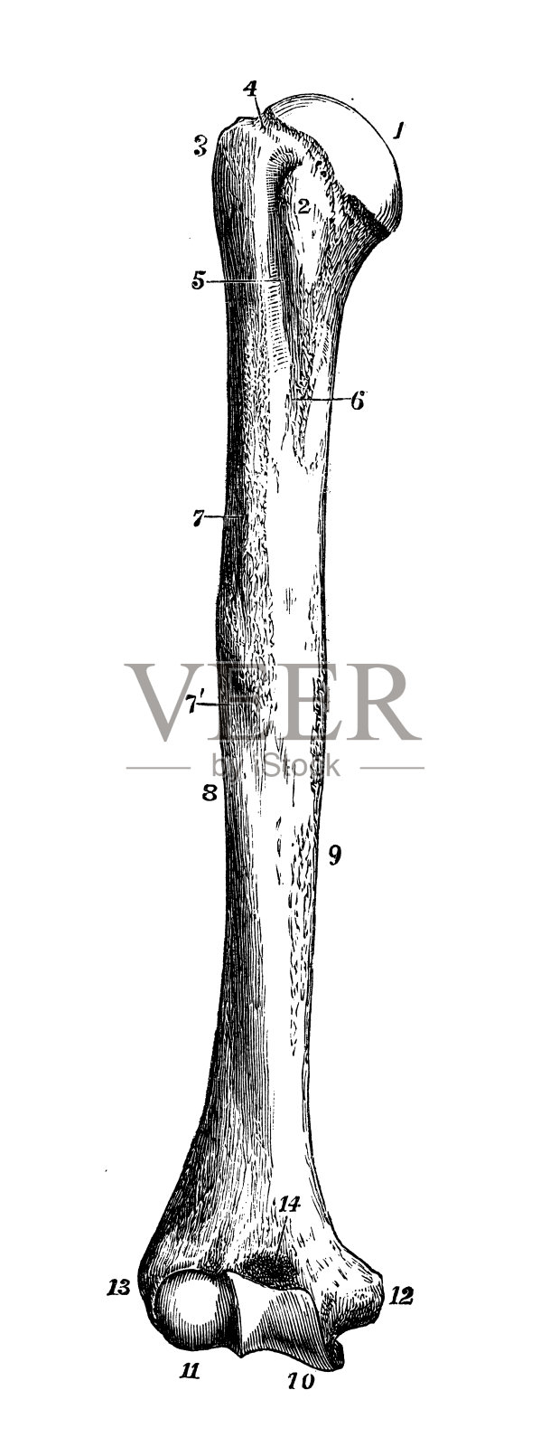 人体解剖学的古董插图:肱骨插画图片素材