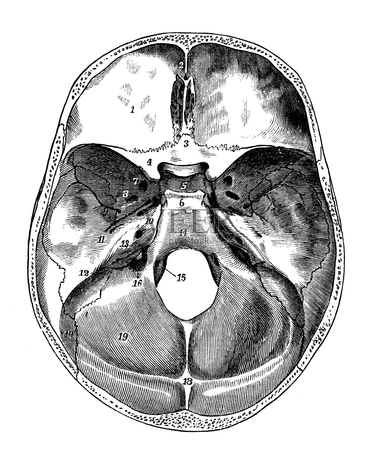 人体解剖学的古董插图:头骨插画图片素材