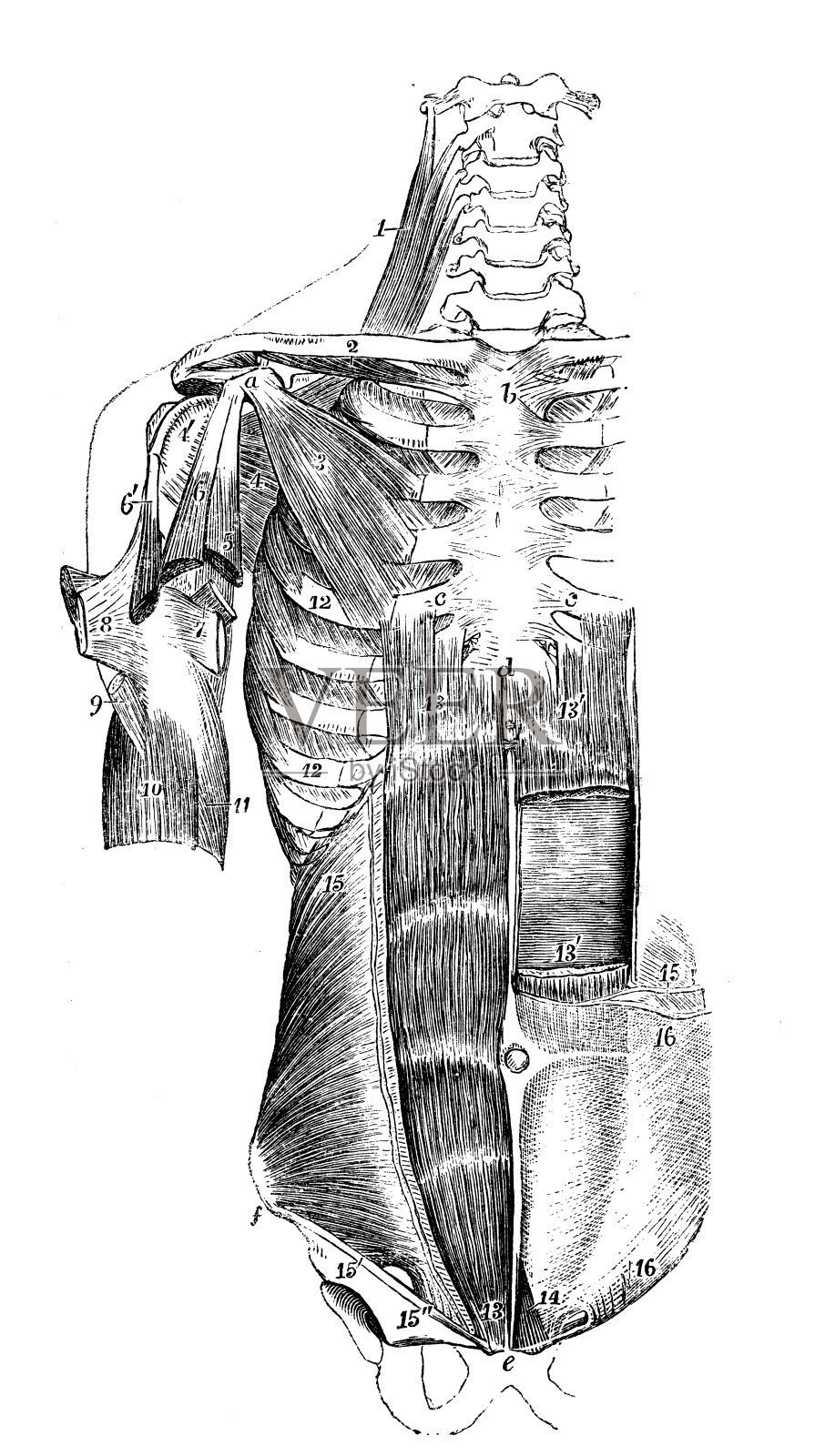 人体解剖学的古董插图:躯干肌肉插画图片素材