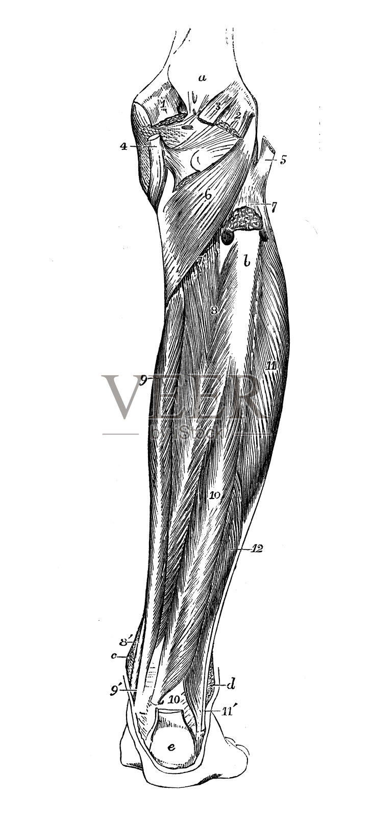 人体解剖学的古董插图:腿部肌肉插画图片素材