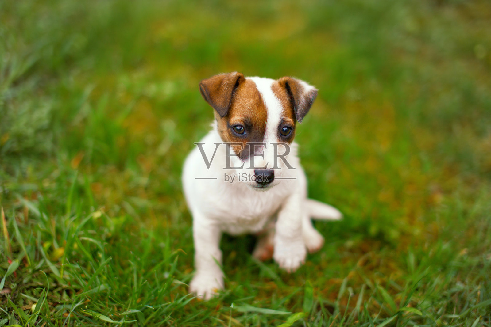 小杰克罗素梗举起爪子在草地上照片摄影图片