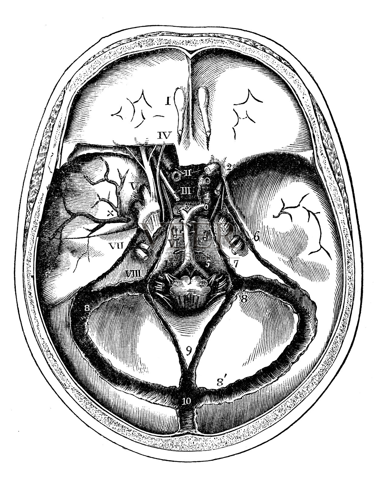 人体解剖学古董插图:颈部和头部静脉插画图片素材
