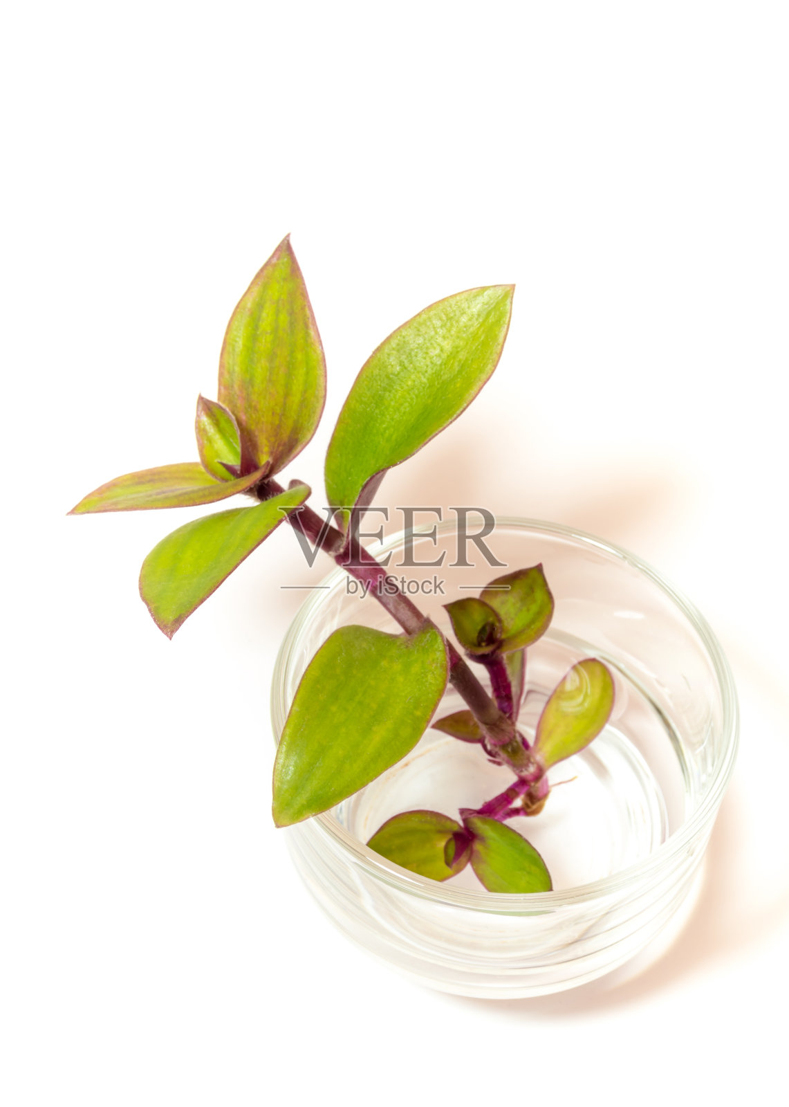 河蜘蛛草在水中生根，草本植物在玻璃中照片摄影图片