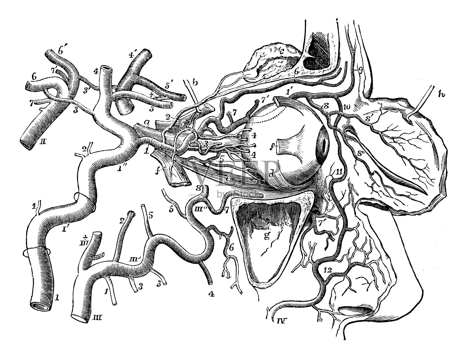 人体解剖学古董插图:眼动脉插画图片素材