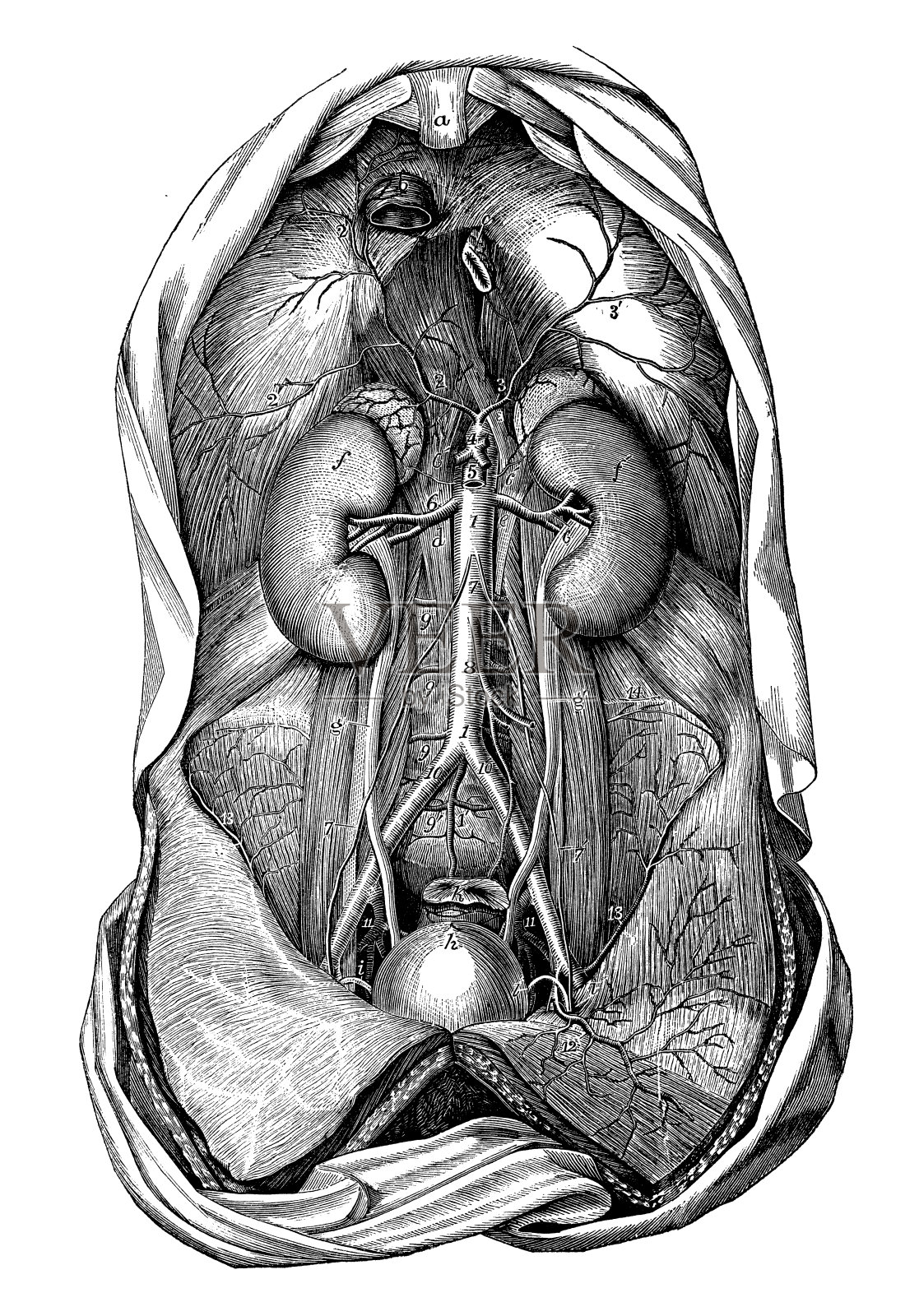 人体解剖学的古董插图:躯干动脉插画图片素材