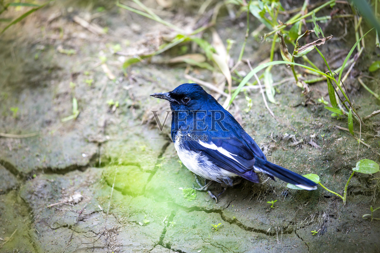 孟加拉国达卡马尼格冈杰甘蔗田森林中的鹊鸲照片摄影图片
