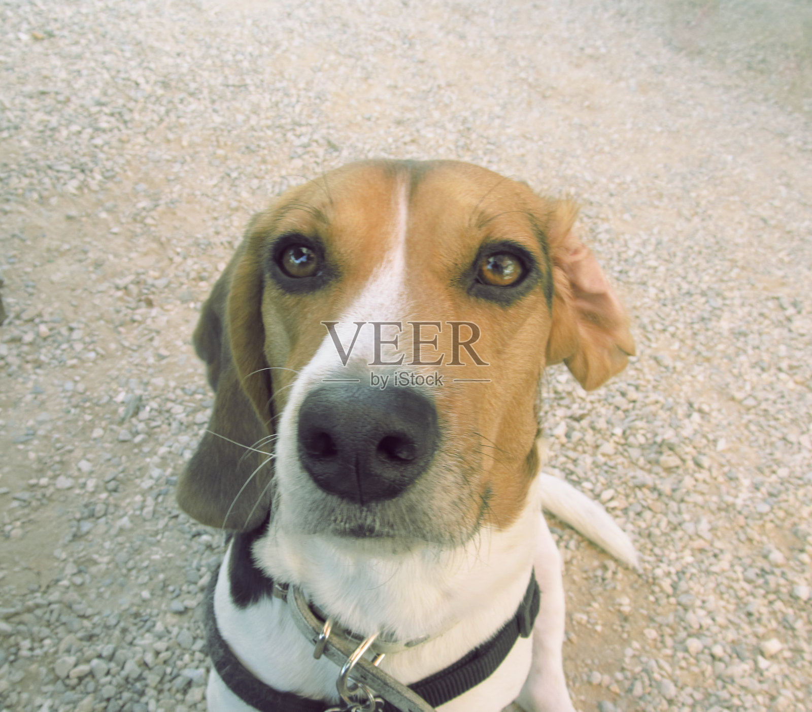 一只耳朵翻过来的有趣比格犬照片摄影图片