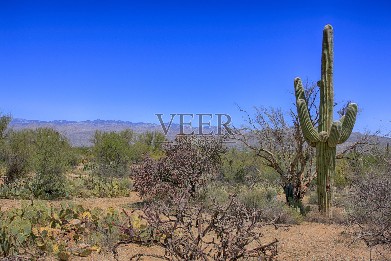 亚利桑那州图森的萨瓜罗东林孔山国家公园照片摄影图片