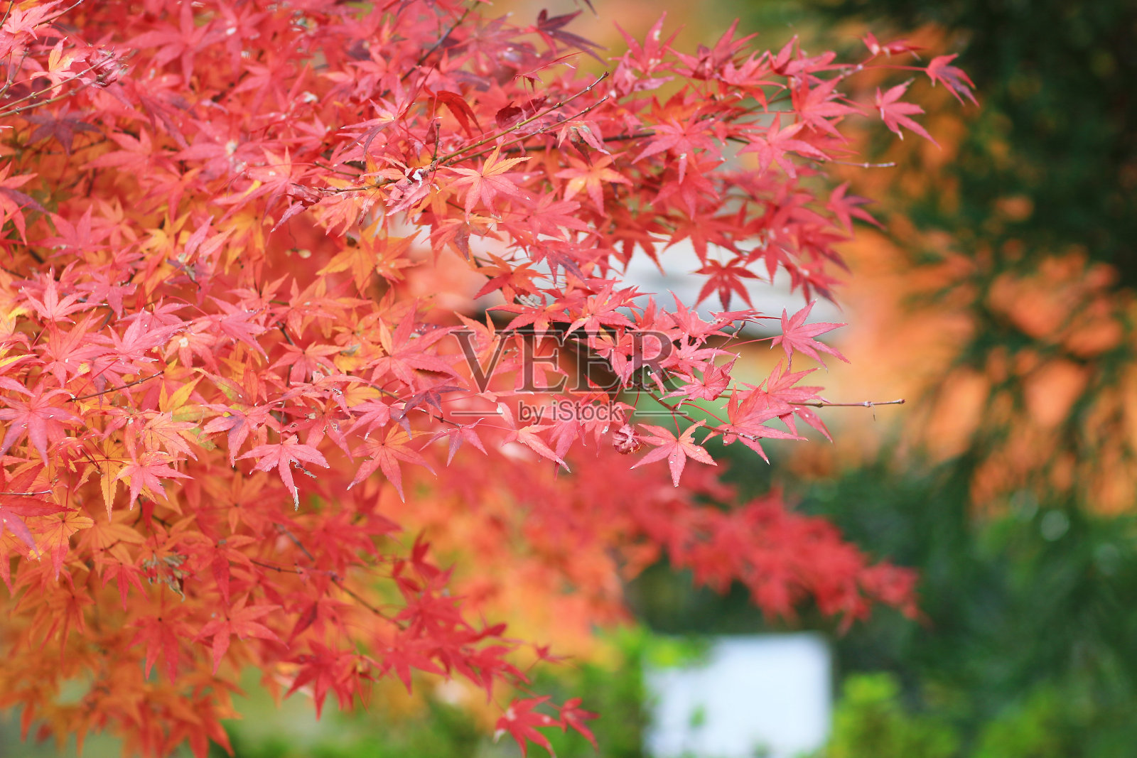 京都的秋季花园照片摄影图片