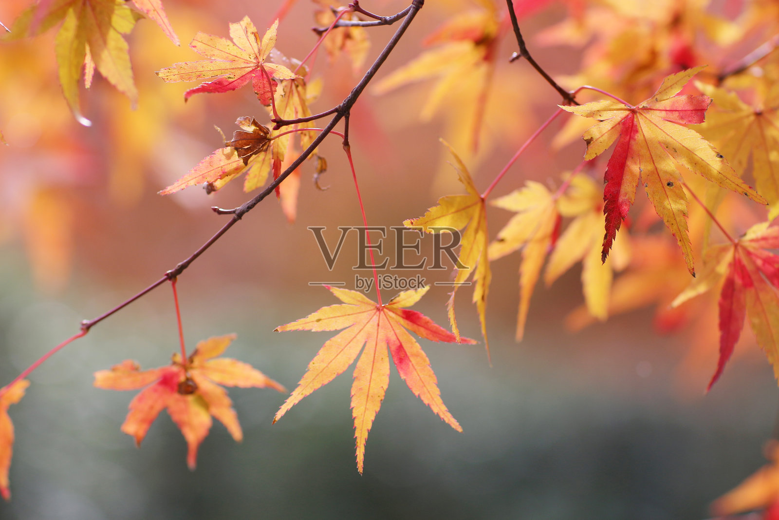 京都的秋季花园照片摄影图片