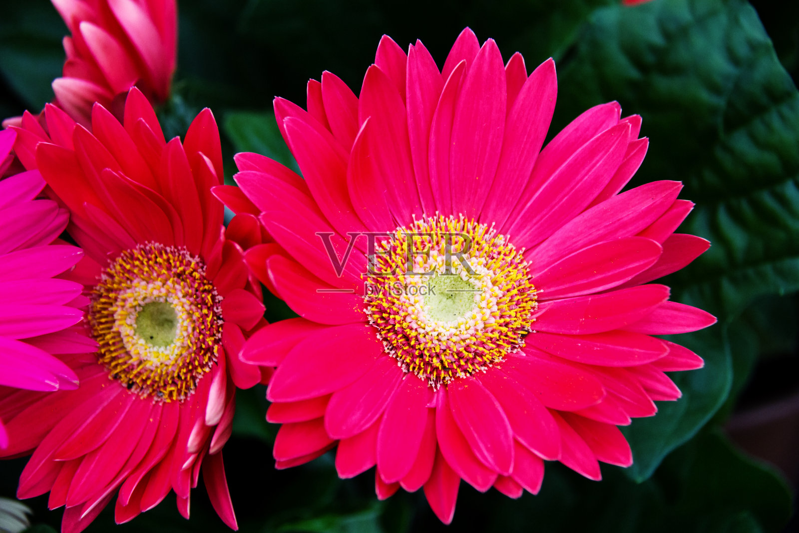 花园里有花。照片摄影图片