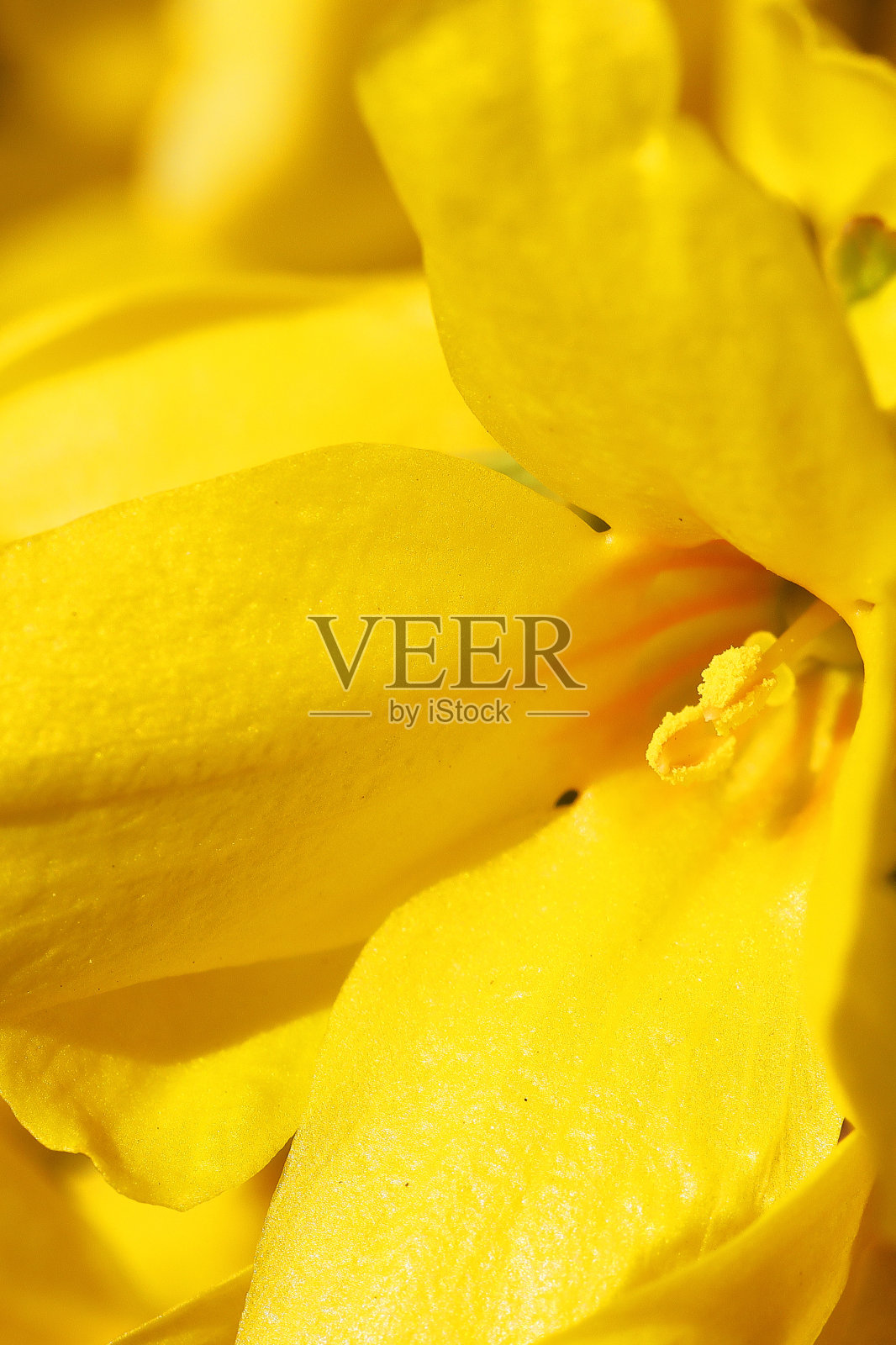 黄色连翘中间全株照片摄影图片