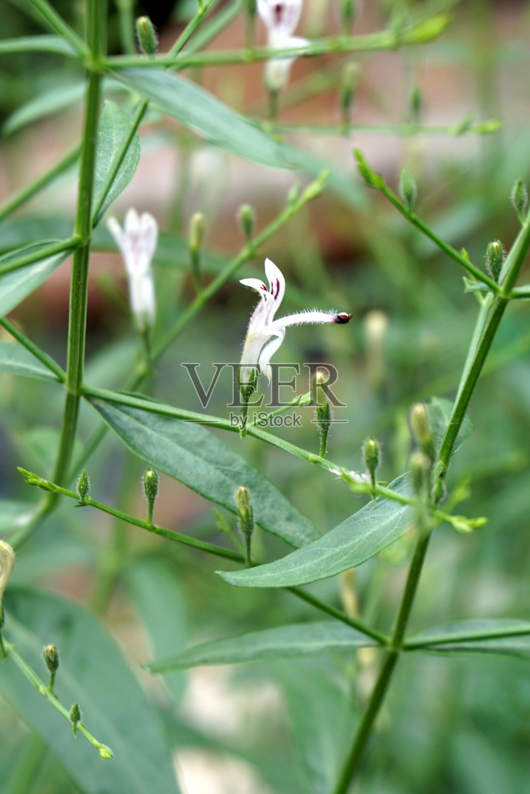穿心莲是自然园林中的花卉照片摄影图片