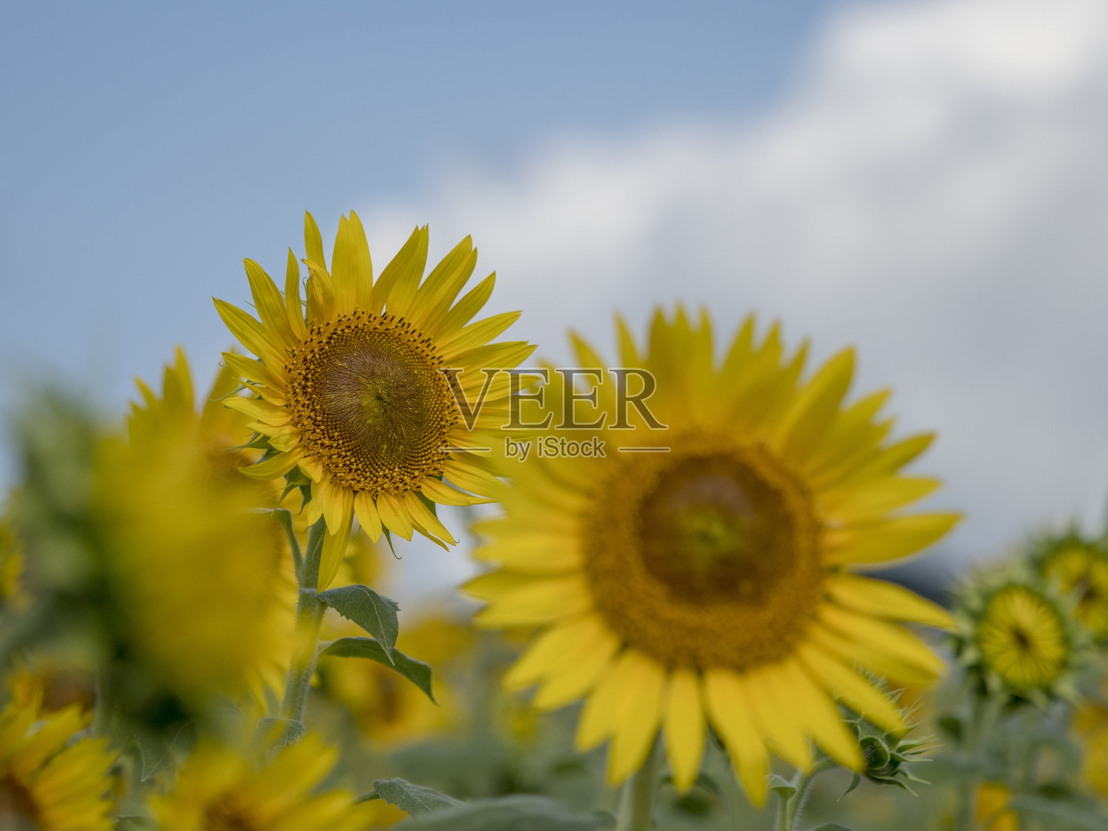 向日葵田照片摄影图片