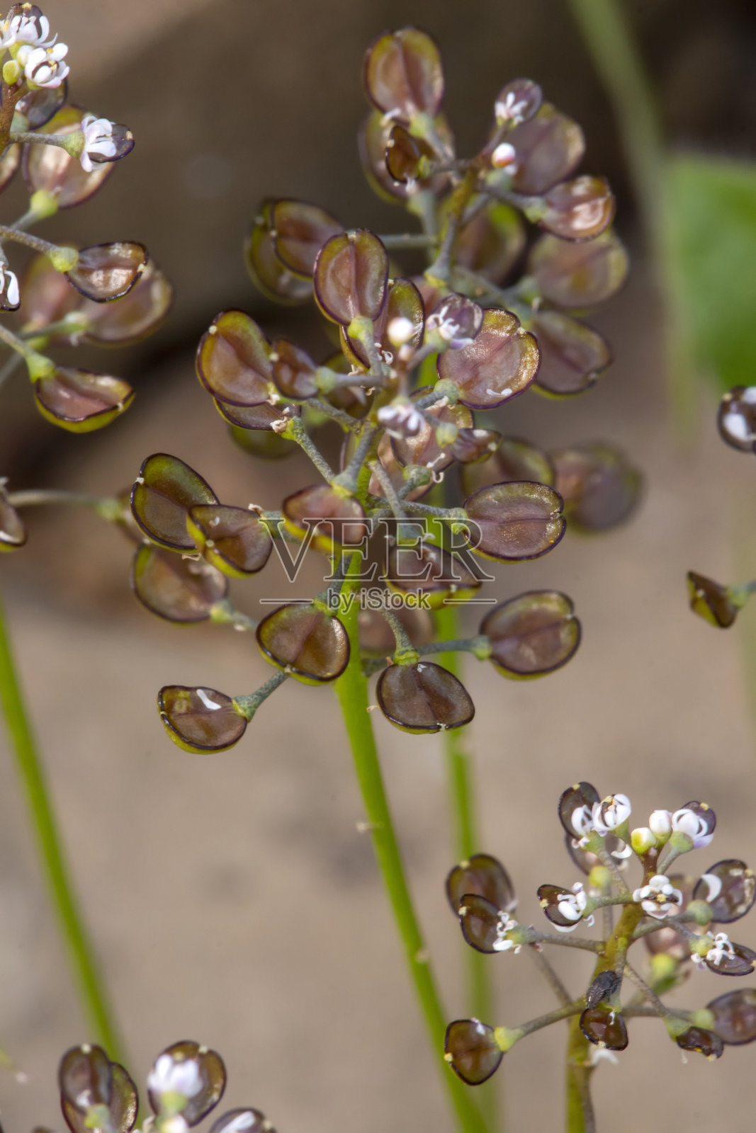 菥perfoliatum花照片摄影图片
