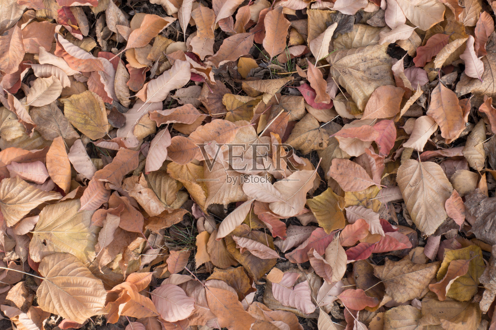 色彩柔和的落叶纹理照片摄影图片