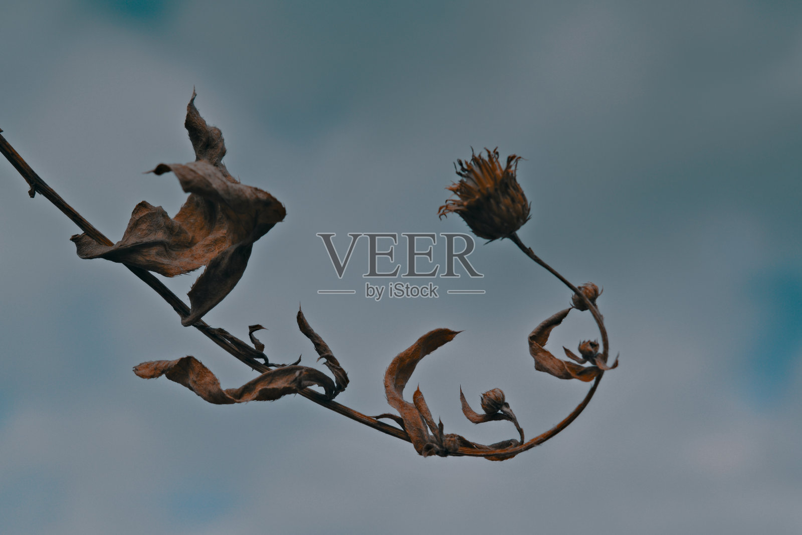 模糊的背景上是干枯植物的茎干照片摄影图片