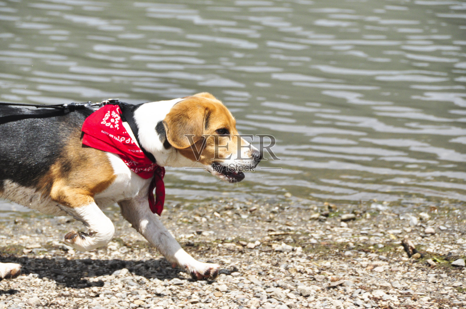 小猎犬在湖边奔跑照片摄影图片