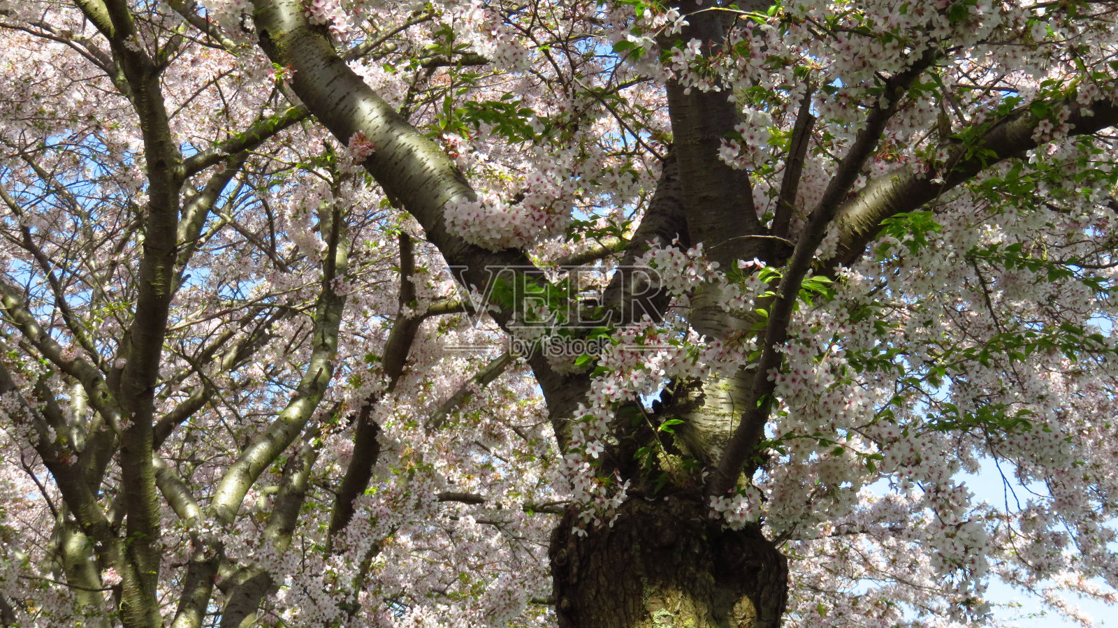 粉红色和白色的春天开花的树照片摄影图片