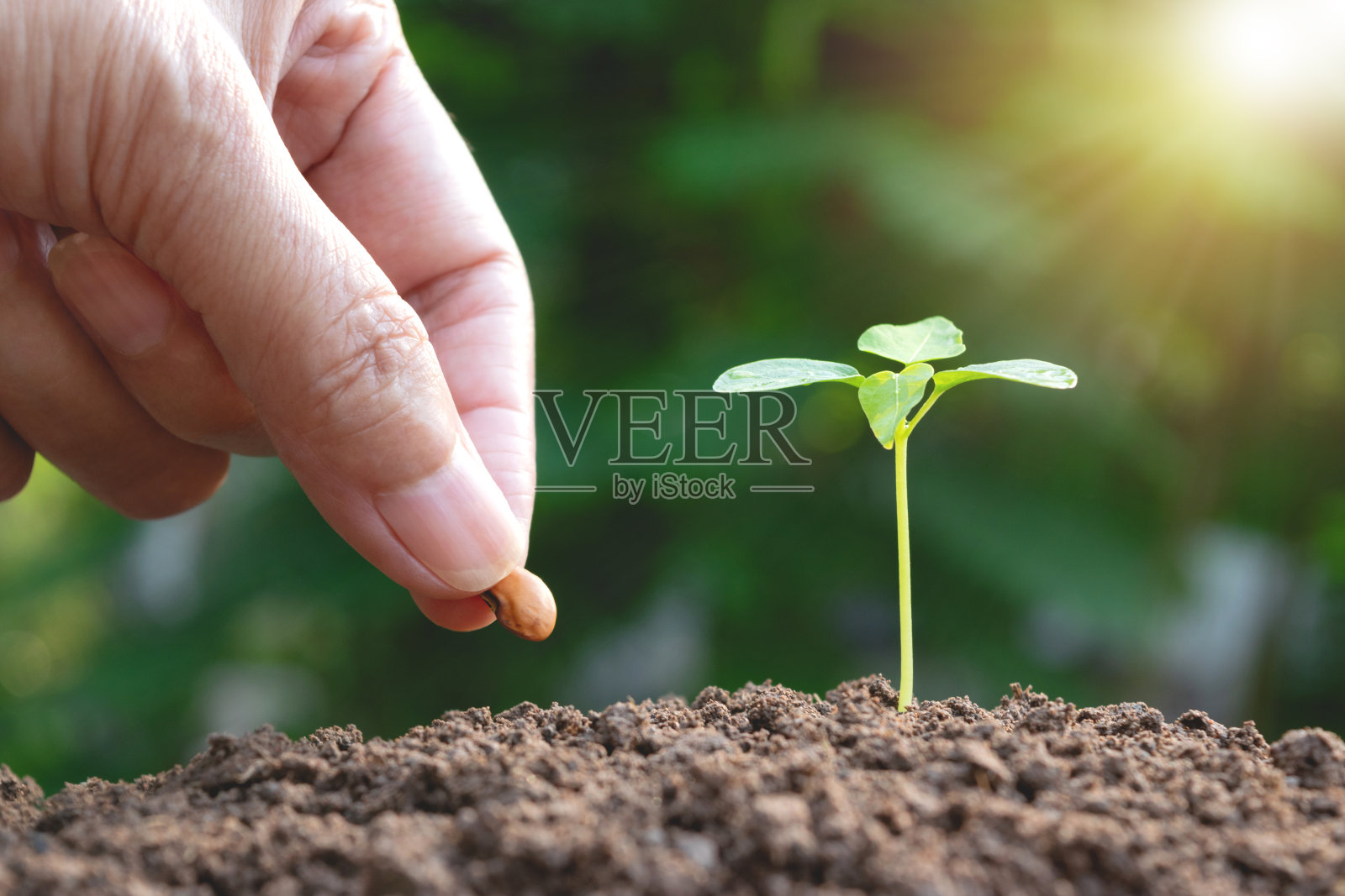 手的妇女栽培与幼小的植物和种子在花园绿色的背景下早晨。照片摄影图片
