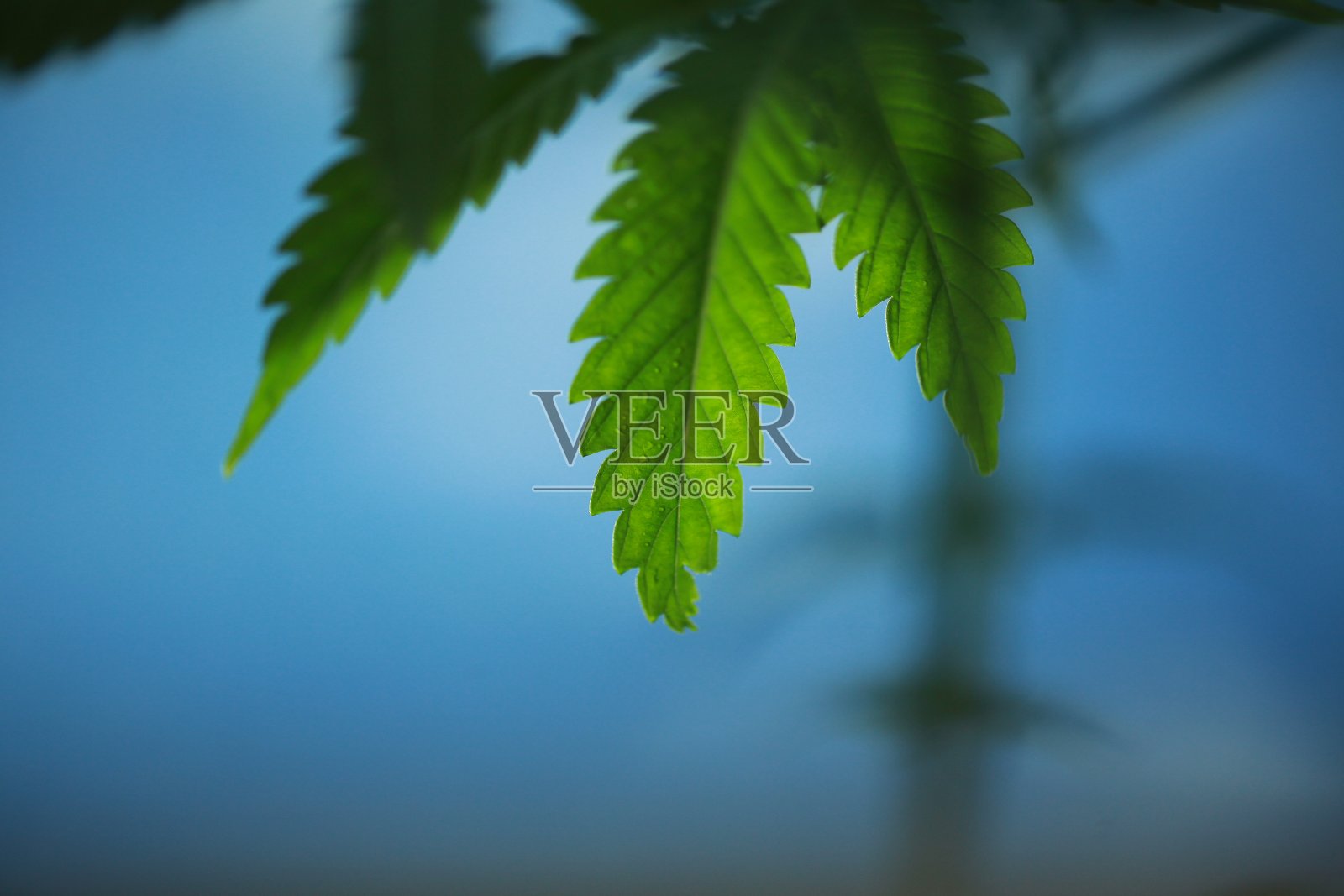 户外医用大麻植物照片摄影图片