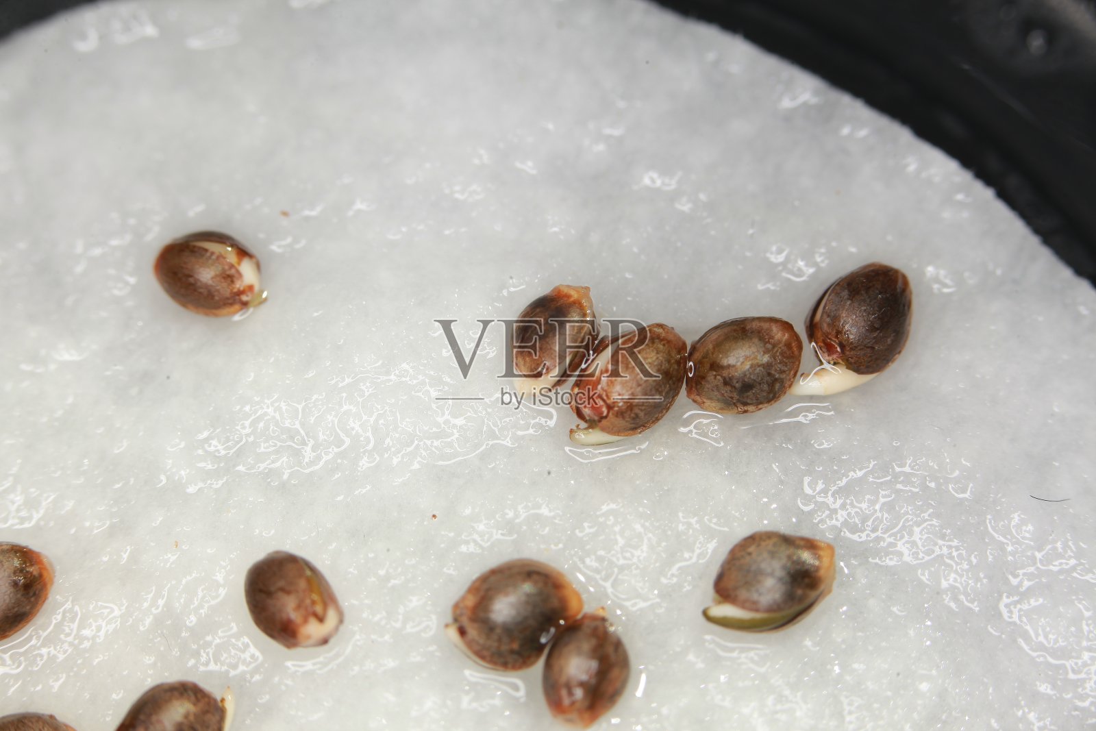 发芽大麻种子照片摄影图片