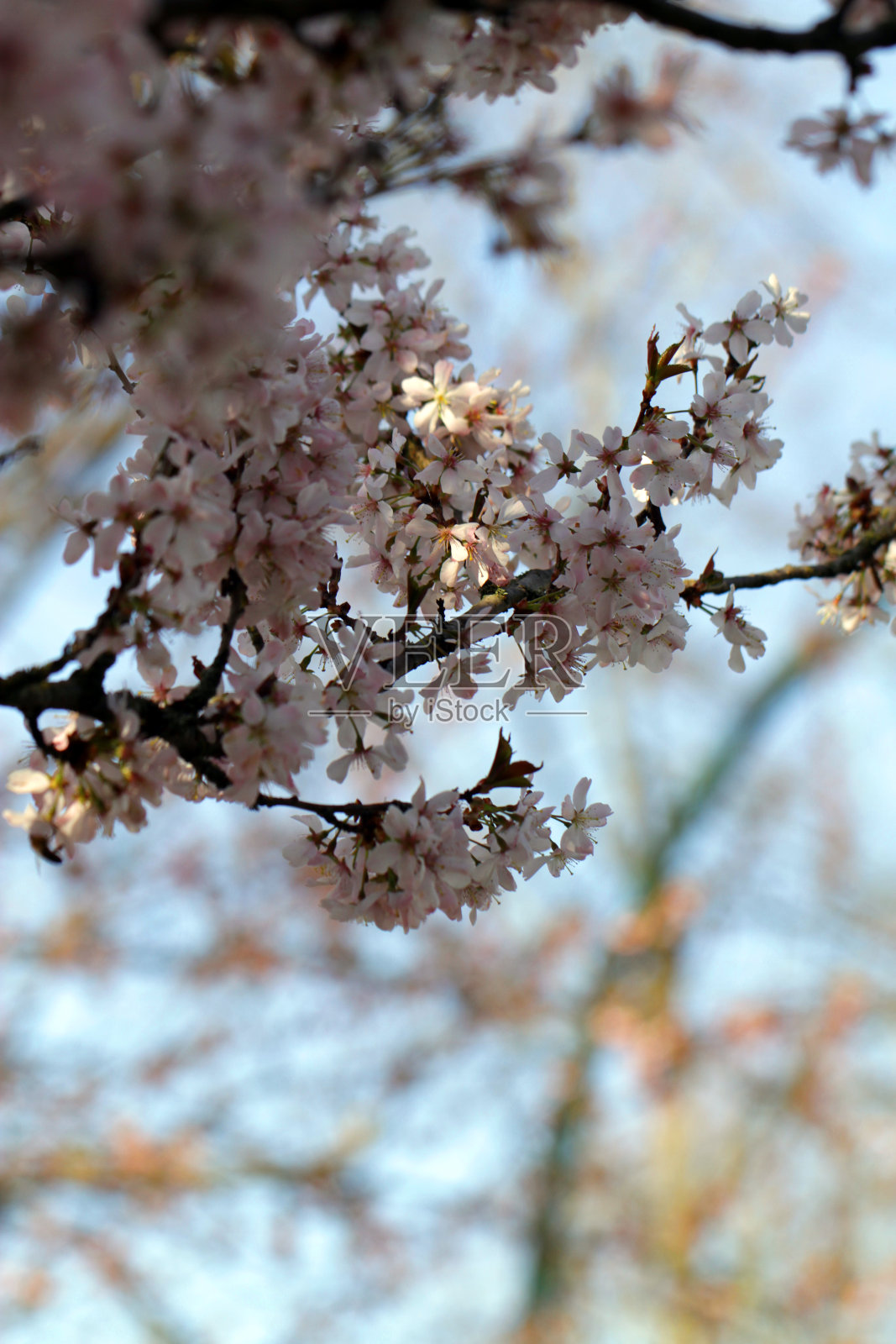 摇摆的花照片摄影图片