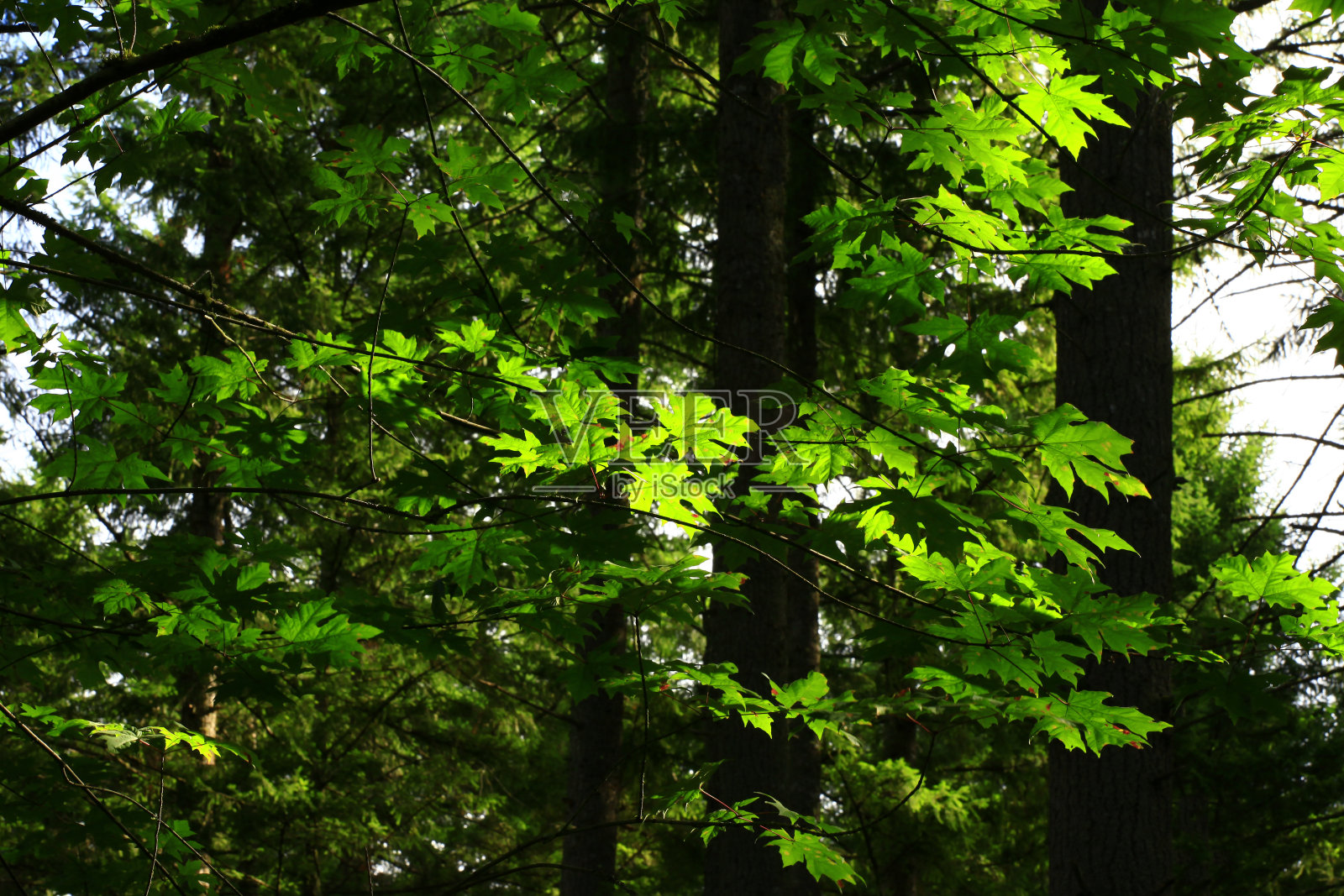 太平洋西北森林和大叶枫树照片摄影图片