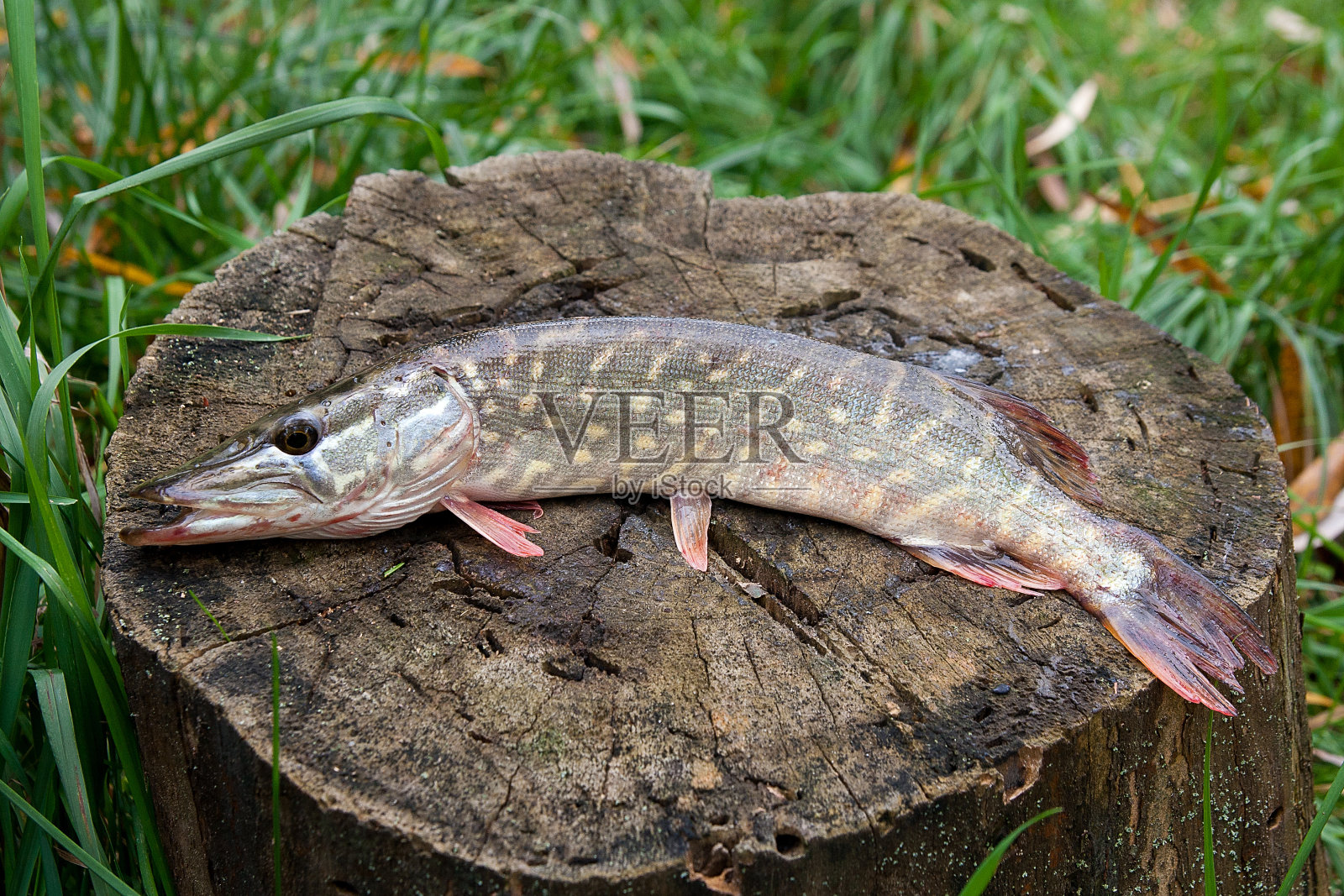 淡水梭鱼躺在一根木麻上。照片摄影图片