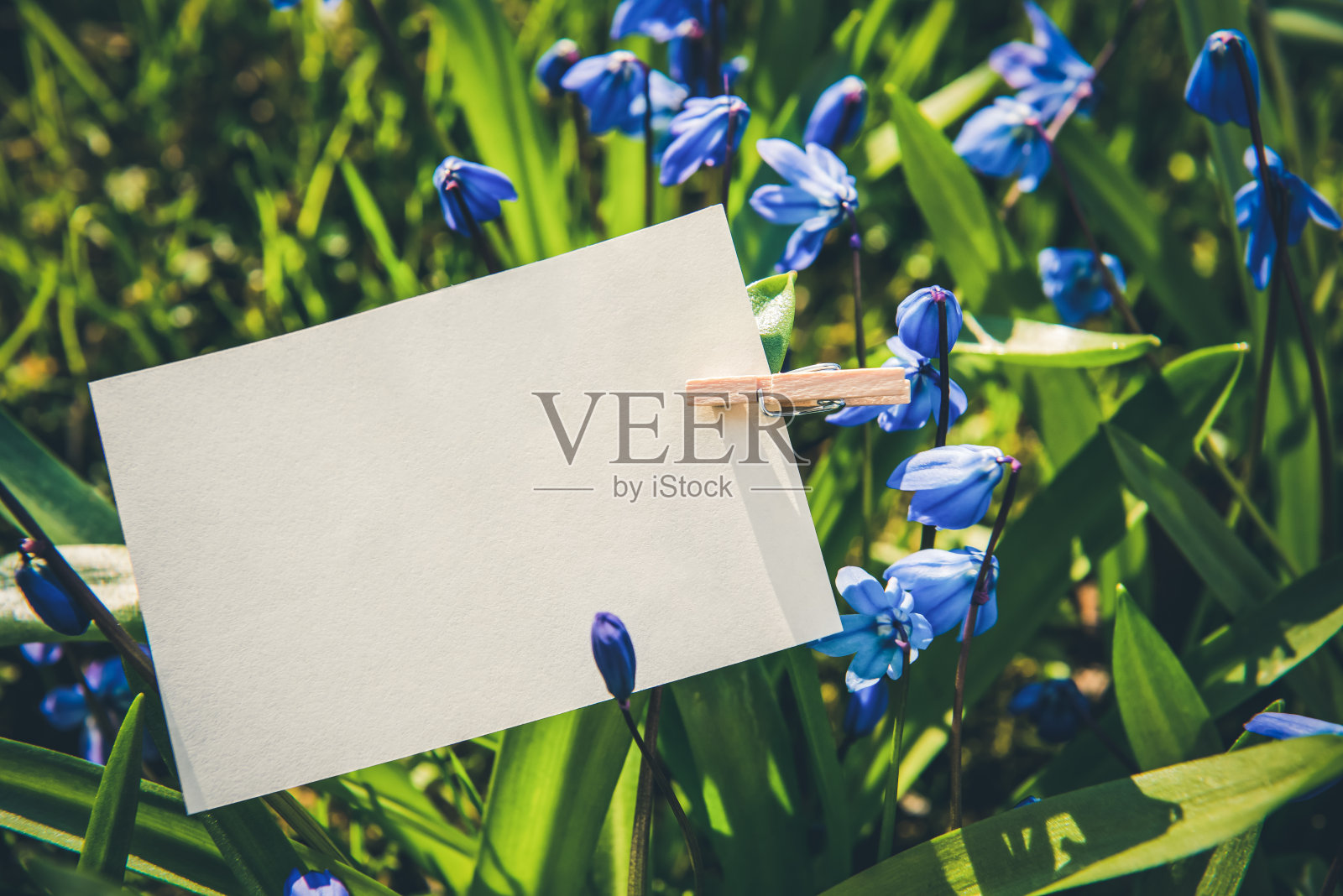 白色卡片上的蓝色锡拉花背景。照片摄影图片