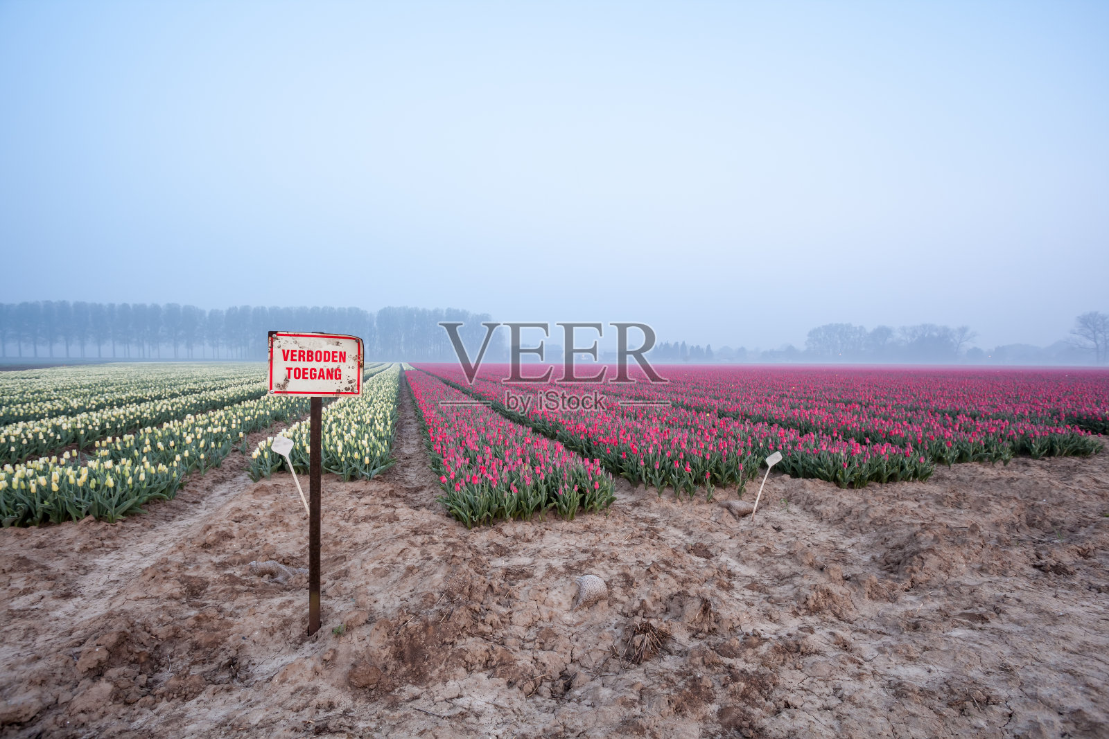 地里的郁金香照片摄影图片