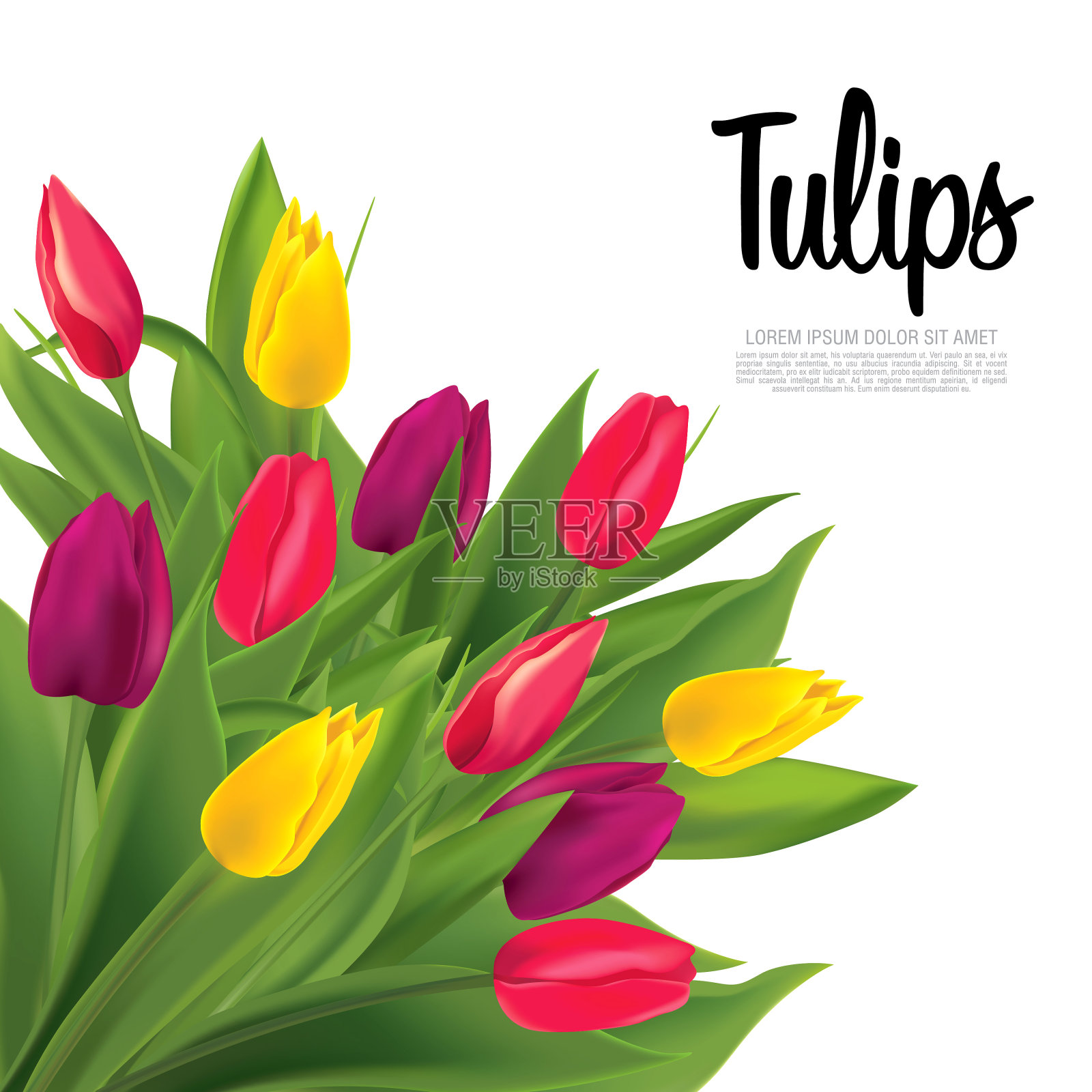 一束郁金香花，矢量插图设计元素图片