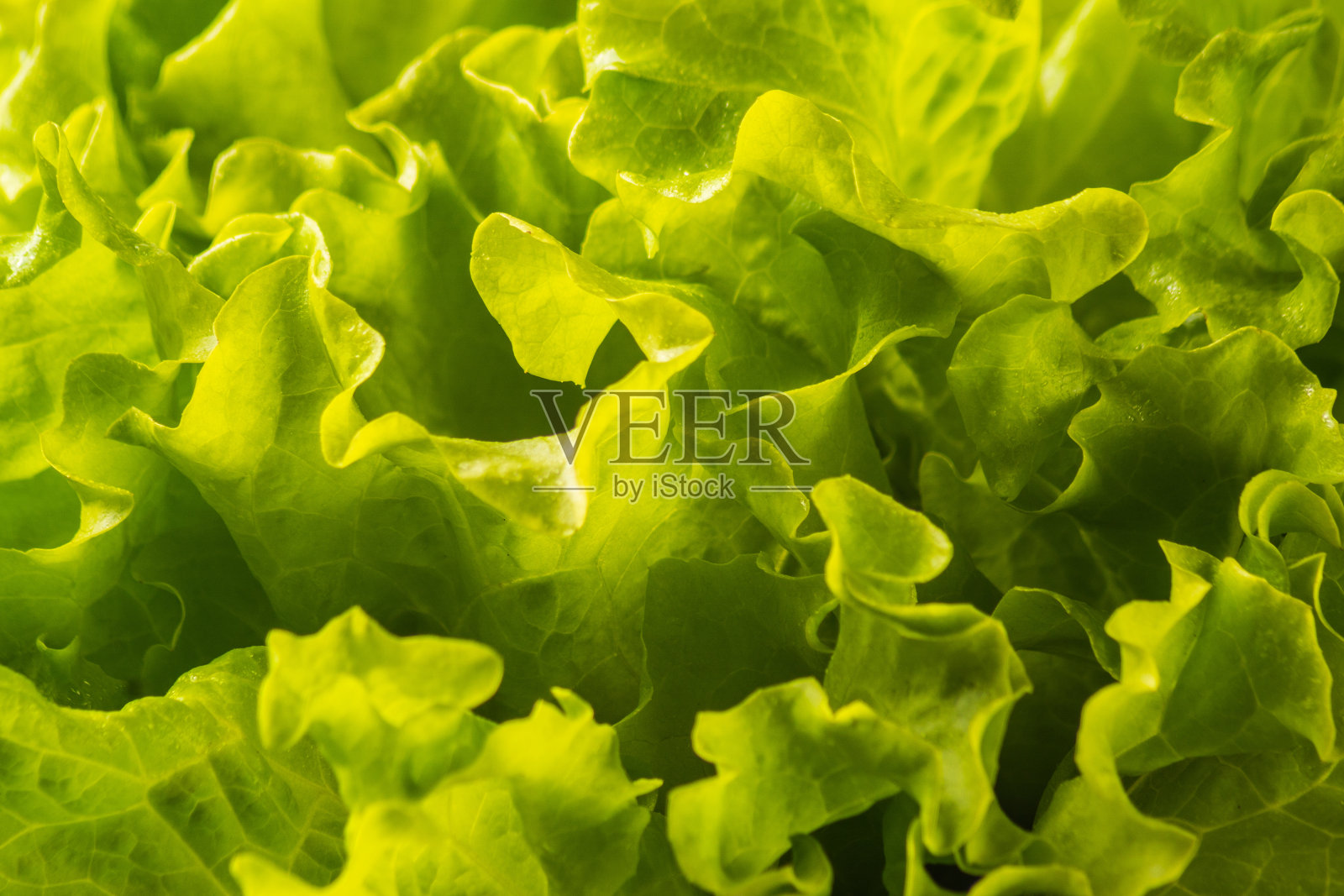 上面的新鲜生菜，特写。照片摄影图片