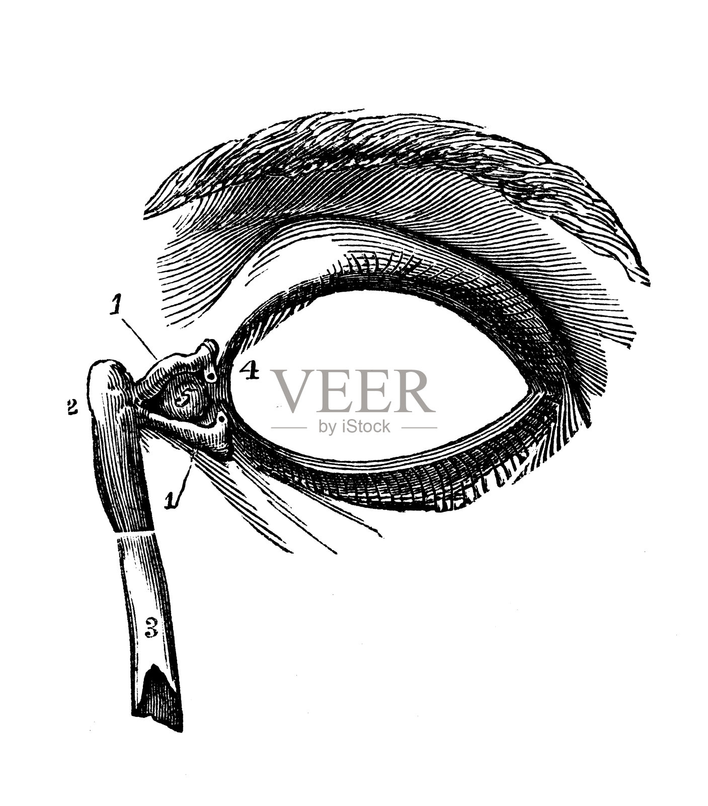 人体解剖学古董插图:眼睛插画图片素材