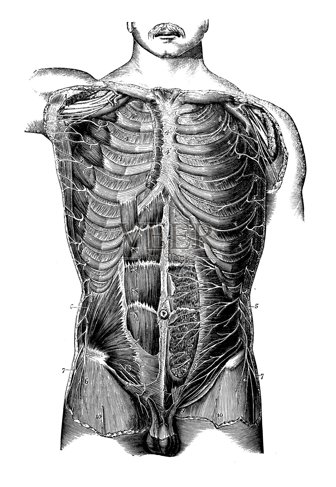 神经系统:背神经和脊神经插画图片素材