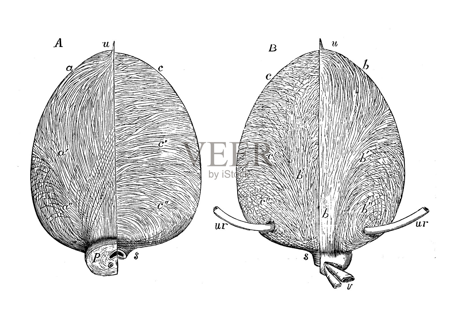 人体解剖学古董插图:膀胱设计元素图片