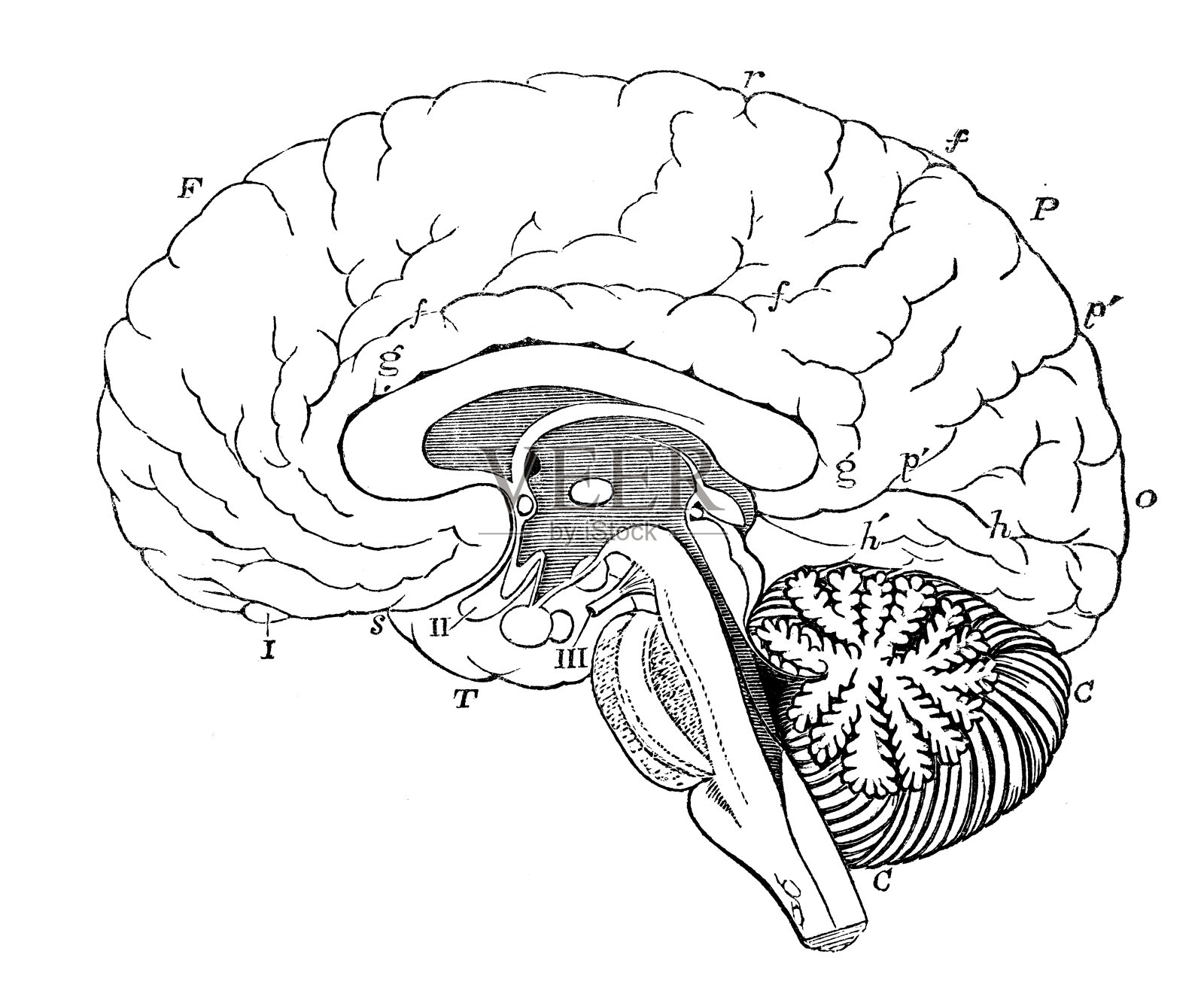 人体解剖学古董插图神经系统:脑切片插画图片素材